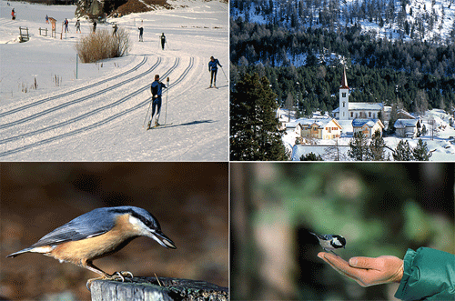  - collage-pontresina